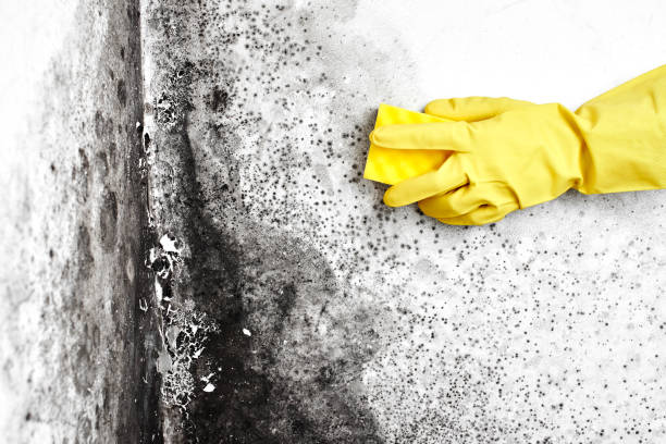 Best Local Mold Removal Service  in Pine Nyon, CA