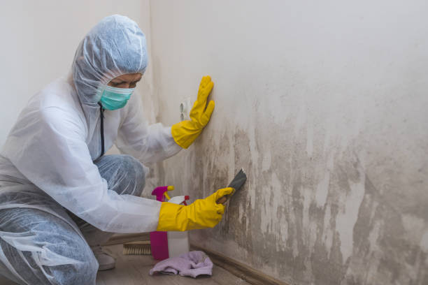 Best Mold Removal and Inspection  in Pine Nyon, CA