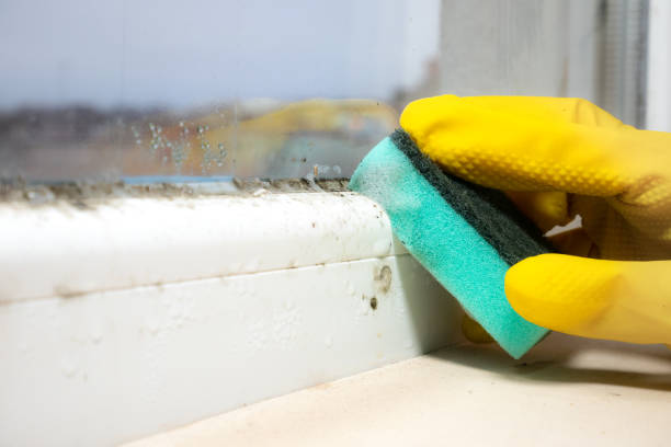 Best Toxic Mold Removal  in Pine Nyon, CA