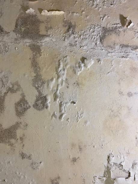 Reliable Pine Canyon, CA Mold Removal Solutions