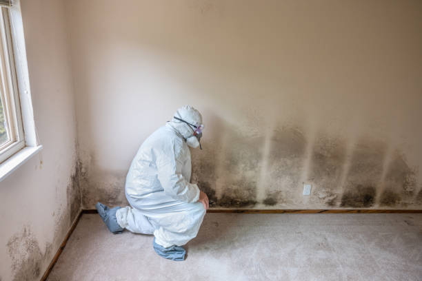 Best Attic Mold Removal  in Pine Nyon, CA