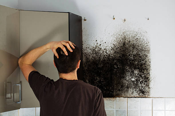 Best Mold Remediation  in Pine Nyon, CA