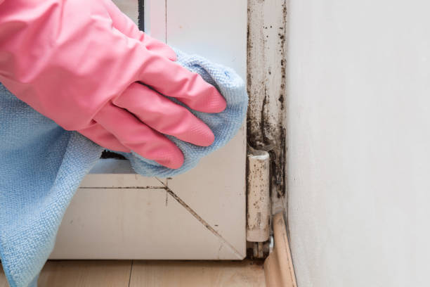 Best Same-Day Mold Removal  in Pine Nyon, CA
